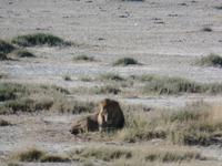 Tage Rundreise Namibia – Die Erlebnistour mit  Kalahari – Fish River-Canyon – Lüderitz – Namib – Swakopmund – Erongo Gebirge – Etosha Nationalpark – Windhoek (1154) &ndash; &copy; Benjamin Rodriguez Manzanares (Eberhardt TRAVEL)