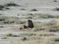 Tage Rundreise Namibia – Die Erlebnistour mit  Kalahari – Fish River-Canyon – Lüderitz – Namib – Swakopmund – Erongo Gebirge – Etosha Nationalpark – Windhoek (1156) &ndash; &copy; Benjamin Rodriguez Manzanares (Eberhardt TRAVEL)