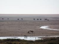Tage Rundreise Namibia – Die Erlebnistour mit  Kalahari – Fish River-Canyon – Lüderitz – Namib – Swakopmund – Erongo Gebirge – Etosha Nationalpark – Windhoek (1160) &ndash; &copy; Benjamin Rodriguez Manzanares (Eberhardt TRAVEL)
