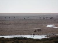 Tage Rundreise Namibia – Die Erlebnistour mit  Kalahari – Fish River-Canyon – Lüderitz – Namib – Swakopmund – Erongo Gebirge – Etosha Nationalpark – Windhoek (1161) &ndash; &copy; Benjamin Rodriguez Manzanares (Eberhardt TRAVEL)