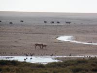 Tage Rundreise Namibia – Die Erlebnistour mit  Kalahari – Fish River-Canyon – Lüderitz – Namib – Swakopmund – Erongo Gebirge – Etosha Nationalpark – Windhoek (1163) &ndash; &copy; Benjamin Rodriguez Manzanares (Eberhardt TRAVEL)