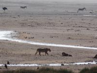 Tage Rundreise Namibia – Die Erlebnistour mit  Kalahari – Fish River-Canyon – Lüderitz – Namib – Swakopmund – Erongo Gebirge – Etosha Nationalpark – Windhoek (1169) &ndash; &copy; Benjamin Rodriguez Manzanares (Eberhardt TRAVEL)