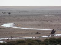 Tage Rundreise Namibia – Die Erlebnistour mit  Kalahari – Fish River-Canyon – Lüderitz – Namib – Swakopmund – Erongo Gebirge – Etosha Nationalpark – Windhoek (1173) &ndash; &copy; Benjamin Rodriguez Manzanares (Eberhardt TRAVEL)