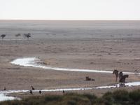 Tage Rundreise Namibia – Die Erlebnistour mit  Kalahari – Fish River-Canyon – Lüderitz – Namib – Swakopmund – Erongo Gebirge – Etosha Nationalpark – Windhoek (1174) &ndash; &copy; Benjamin Rodriguez Manzanares (Eberhardt TRAVEL)