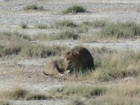 Tage Rundreise Namibia – Die Erlebnistour mit  Kalahari – Fish River-Canyon – Lüderitz – Namib – Swakopmund – Erongo Gebirge – Etosha Nationalpark – Windhoek (1178) &ndash; &copy; Benjamin Rodriguez Manzanares (Eberhardt TRAVEL)