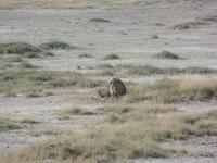 Tage Rundreise Namibia – Die Erlebnistour mit  Kalahari – Fish River-Canyon – Lüderitz – Namib – Swakopmund – Erongo Gebirge – Etosha Nationalpark – Windhoek (1179) &ndash; &copy; Benjamin Rodriguez Manzanares (Eberhardt TRAVEL)