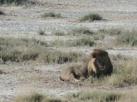 Tage Rundreise Namibia – Die Erlebnistour mit  Kalahari – Fish River-Canyon – Lüderitz – Namib – Swakopmund – Erongo Gebirge – Etosha Nationalpark – Windhoek (1180) &ndash; &copy; Benjamin Rodriguez Manzanares (Eberhardt TRAVEL)