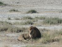Tage Rundreise Namibia – Die Erlebnistour mit  Kalahari – Fish River-Canyon – Lüderitz – Namib – Swakopmund – Erongo Gebirge – Etosha Nationalpark – Windhoek (1181) &ndash; &copy; Benjamin Rodriguez Manzanares (Eberhardt TRAVEL)