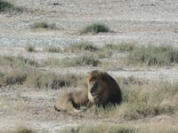 Tage Rundreise Namibia – Die Erlebnistour mit  Kalahari – Fish River-Canyon – Lüderitz – Namib – Swakopmund – Erongo Gebirge – Etosha Nationalpark – Windhoek (1182) &ndash; &copy; Benjamin Rodriguez Manzanares (Eberhardt TRAVEL)