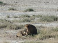 Tage Rundreise Namibia – Die Erlebnistour mit  Kalahari – Fish River-Canyon – Lüderitz – Namib – Swakopmund – Erongo Gebirge – Etosha Nationalpark – Windhoek (1185) &ndash; &copy; Benjamin Rodriguez Manzanares (Eberhardt TRAVEL)