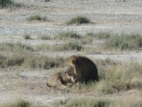 Tage Rundreise Namibia – Die Erlebnistour mit  Kalahari – Fish River-Canyon – Lüderitz – Namib – Swakopmund – Erongo Gebirge – Etosha Nationalpark – Windhoek (1186) &ndash; &copy; Benjamin Rodriguez Manzanares (Eberhardt TRAVEL)