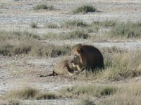 Tage Rundreise Namibia – Die Erlebnistour mit  Kalahari – Fish River-Canyon – Lüderitz – Namib – Swakopmund – Erongo Gebirge – Etosha Nationalpark – Windhoek (1193) &ndash; &copy; Benjamin Rodriguez Manzanares (Eberhardt TRAVEL)