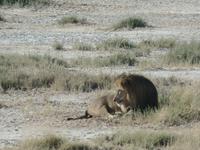 Tage Rundreise Namibia – Die Erlebnistour mit  Kalahari – Fish River-Canyon – Lüderitz – Namib – Swakopmund – Erongo Gebirge – Etosha Nationalpark – Windhoek (1195) &ndash; &copy; Benjamin Rodriguez Manzanares (Eberhardt TRAVEL)