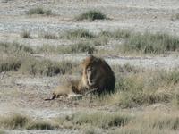 Tage Rundreise Namibia – Die Erlebnistour mit  Kalahari – Fish River-Canyon – Lüderitz – Namib – Swakopmund – Erongo Gebirge – Etosha Nationalpark – Windhoek (1197) &ndash; &copy; Benjamin Rodriguez Manzanares (Eberhardt TRAVEL)