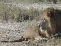 Tage Rundreise Namibia – Die Erlebnistour mit  Kalahari – Fish River-Canyon – Lüderitz – Namib – Swakopmund – Erongo Gebirge – Etosha Nationalpark – Windhoek (1203) &ndash; &copy; Benjamin Rodriguez Manzanares (Eberhardt TRAVEL)