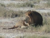 Tage Rundreise Namibia – Die Erlebnistour mit  Kalahari – Fish River-Canyon – Lüderitz – Namib – Swakopmund – Erongo Gebirge – Etosha Nationalpark – Windhoek (1205) &ndash; &copy; Benjamin Rodriguez Manzanares (Eberhardt TRAVEL)