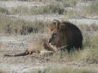 Tage Rundreise Namibia – Die Erlebnistour mit  Kalahari – Fish River-Canyon – Lüderitz – Namib – Swakopmund – Erongo Gebirge – Etosha Nationalpark – Windhoek (1206) &ndash; &copy; Benjamin Rodriguez Manzanares (Eberhardt TRAVEL)