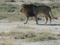 Tage Rundreise Namibia – Die Erlebnistour mit  Kalahari – Fish River-Canyon – Lüderitz – Namib – Swakopmund – Erongo Gebirge – Etosha Nationalpark – Windhoek (1208) &ndash; &copy; Benjamin Rodriguez Manzanares (Eberhardt TRAVEL)