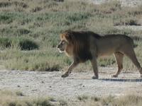 Tage Rundreise Namibia – Die Erlebnistour mit  Kalahari – Fish River-Canyon – Lüderitz – Namib – Swakopmund – Erongo Gebirge – Etosha Nationalpark – Windhoek (1209) &ndash; &copy; Benjamin Rodriguez Manzanares (Eberhardt TRAVEL)