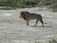 Tage Rundreise Namibia – Die Erlebnistour mit  Kalahari – Fish River-Canyon – Lüderitz – Namib – Swakopmund – Erongo Gebirge – Etosha Nationalpark – Windhoek (1214) &ndash; &copy; Benjamin Rodriguez Manzanares (Eberhardt TRAVEL)