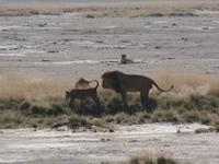 Tage Rundreise Namibia – Die Erlebnistour mit  Kalahari – Fish River-Canyon – Lüderitz – Namib – Swakopmund – Erongo Gebirge – Etosha Nationalpark – Windhoek (1222) &ndash; &copy; Benjamin Rodriguez Manzanares (Eberhardt TRAVEL)