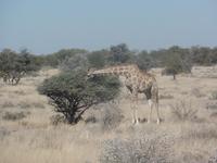 Tage Rundreise Namibia – Die Erlebnistour mit  Kalahari – Fish River-Canyon – Lüderitz – Namib – Swakopmund – Erongo Gebirge – Etosha Nationalpark – Windhoek (1224) &ndash; &copy; Benjamin Rodriguez Manzanares (Eberhardt TRAVEL)