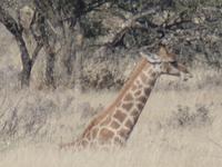 Tage Rundreise Namibia – Die Erlebnistour mit  Kalahari – Fish River-Canyon – Lüderitz – Namib – Swakopmund – Erongo Gebirge – Etosha Nationalpark – Windhoek (1230) &ndash; &copy; Benjamin Rodriguez Manzanares (Eberhardt TRAVEL)