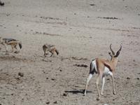 Tage Rundreise Namibia – Die Erlebnistour mit  Kalahari – Fish River-Canyon – Lüderitz – Namib – Swakopmund – Erongo Gebirge – Etosha Nationalpark – Windhoek (1255) &ndash; &copy; Benjamin Rodriguez Manzanares (Eberhardt TRAVEL)