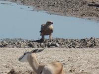 Tage Rundreise Namibia – Die Erlebnistour mit  Kalahari – Fish River-Canyon – Lüderitz – Namib – Swakopmund – Erongo Gebirge – Etosha Nationalpark – Windhoek (1262) &ndash; &copy; Benjamin Rodriguez Manzanares (Eberhardt TRAVEL)