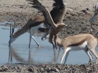 Tage Rundreise Namibia – Die Erlebnistour mit  Kalahari – Fish River-Canyon – Lüderitz – Namib – Swakopmund – Erongo Gebirge – Etosha Nationalpark – Windhoek (1264) &ndash; &copy; Benjamin Rodriguez Manzanares (Eberhardt TRAVEL)