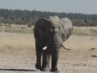Tage Rundreise Namibia – Die Erlebnistour mit  Kalahari – Fish River-Canyon – Lüderitz – Namib – Swakopmund – Erongo Gebirge – Etosha Nationalpark – Windhoek (1297) &ndash; &copy; Benjamin Rodriguez Manzanares (Eberhardt TRAVEL)