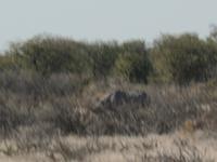 Tage Rundreise Namibia – Die Erlebnistour mit  Kalahari – Fish River-Canyon – Lüderitz – Namib – Swakopmund – Erongo Gebirge – Etosha Nationalpark – Windhoek (1307) &ndash; &copy; Benjamin Rodriguez Manzanares (Eberhardt TRAVEL)