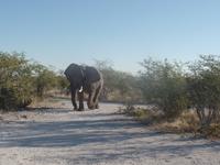 Tage Rundreise Namibia – Die Erlebnistour mit  Kalahari – Fish River-Canyon – Lüderitz – Namib – Swakopmund – Erongo Gebirge – Etosha Nationalpark – Windhoek (1314) &ndash; &copy; Benjamin Rodriguez Manzanares (Eberhardt TRAVEL)