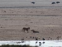 Tage Rundreise Namibia – Die Erlebnistour mit  Kalahari – Fish River-Canyon – Lüderitz – Namib – Swakopmund – Erongo Gebirge – Etosha Nationalpark – Windhoek (1339) &ndash; &copy; Benjamin Rodriguez Manzanares (Eberhardt TRAVEL)