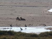 Tage Rundreise Namibia – Die Erlebnistour mit  Kalahari – Fish River-Canyon – Lüderitz – Namib – Swakopmund – Erongo Gebirge – Etosha Nationalpark – Windhoek (1342) &ndash; &copy; Benjamin Rodriguez Manzanares (Eberhardt TRAVEL)