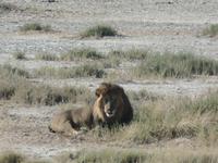 Tage Rundreise Namibia – Die Erlebnistour mit  Kalahari – Fish River-Canyon – Lüderitz – Namib – Swakopmund – Erongo Gebirge – Etosha Nationalpark – Windhoek (1347) &ndash; &copy; Benjamin Rodriguez Manzanares (Eberhardt TRAVEL)