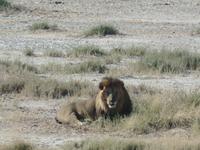 Tage Rundreise Namibia – Die Erlebnistour mit  Kalahari – Fish River-Canyon – Lüderitz – Namib – Swakopmund – Erongo Gebirge – Etosha Nationalpark – Windhoek (1349) &ndash; &copy; Benjamin Rodriguez Manzanares (Eberhardt TRAVEL)