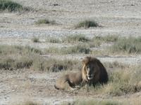 Tage Rundreise Namibia – Die Erlebnistour mit  Kalahari – Fish River-Canyon – Lüderitz – Namib – Swakopmund – Erongo Gebirge – Etosha Nationalpark – Windhoek (1350) &ndash; &copy; Benjamin Rodriguez Manzanares (Eberhardt TRAVEL)
