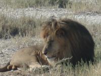 Tage Rundreise Namibia – Die Erlebnistour mit  Kalahari – Fish River-Canyon – Lüderitz – Namib – Swakopmund – Erongo Gebirge – Etosha Nationalpark – Windhoek (1353) &ndash; &copy; Benjamin Rodriguez Manzanares (Eberhardt TRAVEL)
