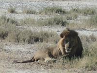 Tage Rundreise Namibia – Die Erlebnistour mit  Kalahari – Fish River-Canyon – Lüderitz – Namib – Swakopmund – Erongo Gebirge – Etosha Nationalpark – Windhoek (1354) &ndash; &copy; Benjamin Rodriguez Manzanares (Eberhardt TRAVEL)