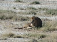Tage Rundreise Namibia – Die Erlebnistour mit  Kalahari – Fish River-Canyon – Lüderitz – Namib – Swakopmund – Erongo Gebirge – Etosha Nationalpark – Windhoek (1356) &ndash; &copy; Benjamin Rodriguez Manzanares (Eberhardt TRAVEL)