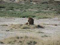 Tage Rundreise Namibia – Die Erlebnistour mit  Kalahari – Fish River-Canyon – Lüderitz – Namib – Swakopmund – Erongo Gebirge – Etosha Nationalpark – Windhoek (1373) &ndash; &copy; Benjamin Rodriguez Manzanares (Eberhardt TRAVEL)