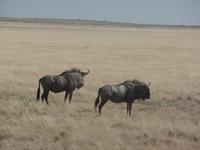 Tage Rundreise Namibia – Die Erlebnistour mit  Kalahari – Fish River-Canyon – Lüderitz – Namib – Swakopmund – Erongo Gebirge – Etosha Nationalpark – Windhoek (1375) &ndash; &copy; Benjamin Rodriguez Manzanares (Eberhardt TRAVEL)