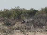 Tage Rundreise Namibia – Die Erlebnistour mit  Kalahari – Fish River-Canyon – Lüderitz – Namib – Swakopmund – Erongo Gebirge – Etosha Nationalpark – Windhoek (1384) &ndash; &copy; Benjamin Rodriguez Manzanares (Eberhardt TRAVEL)