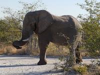 Tage Rundreise Namibia – Die Erlebnistour mit  Kalahari – Fish River-Canyon – Lüderitz – Namib – Swakopmund – Erongo Gebirge – Etosha Nationalpark – Windhoek (1476) &ndash; &copy; Benjamin Rodriguez Manzanares (Eberhardt TRAVEL)