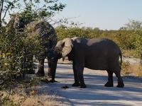 Tage Rundreise Namibia – Die Erlebnistour mit  Kalahari – Fish River-Canyon – Lüderitz – Namib – Swakopmund – Erongo Gebirge – Etosha Nationalpark – Windhoek (1495) &ndash; &copy; Benjamin Rodriguez Manzanares (Eberhardt TRAVEL)