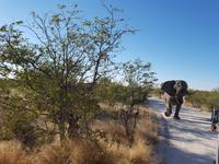 Tage Rundreise Namibia – Die Erlebnistour mit  Kalahari – Fish River-Canyon – Lüderitz – Namib – Swakopmund – Erongo Gebirge – Etosha Nationalpark – Windhoek (1501) &ndash; &copy; Benjamin Rodriguez Manzanares (Eberhardt TRAVEL)