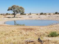 Tage Rundreise Namibia – Die Erlebnistour mit  Kalahari – Fish River-Canyon – Lüderitz – Namib – Swakopmund – Erongo Gebirge – Etosha Nationalpark – Windhoek (1523) &ndash; &copy; Benjamin Rodriguez Manzanares (Eberhardt TRAVEL)