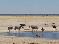 Tage Rundreise Namibia – Die Erlebnistour mit  Kalahari – Fish River-Canyon – Lüderitz – Namib – Swakopmund – Erongo Gebirge – Etosha Nationalpark – Windhoek (1557) &ndash; &copy; Benjamin Rodriguez Manzanares (Eberhardt TRAVEL)