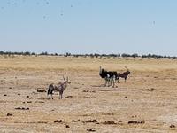 Tage Rundreise Namibia – Die Erlebnistour mit  Kalahari – Fish River-Canyon – Lüderitz – Namib – Swakopmund – Erongo Gebirge – Etosha Nationalpark – Windhoek (1576) &ndash; &copy; Benjamin Rodriguez Manzanares (Eberhardt TRAVEL)